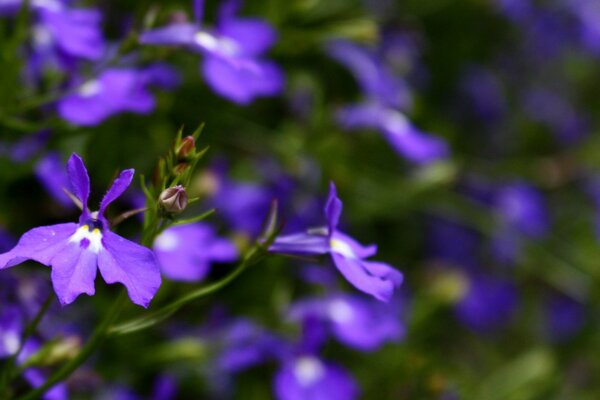 Pequenas flores roxas com pétalas esculpidas