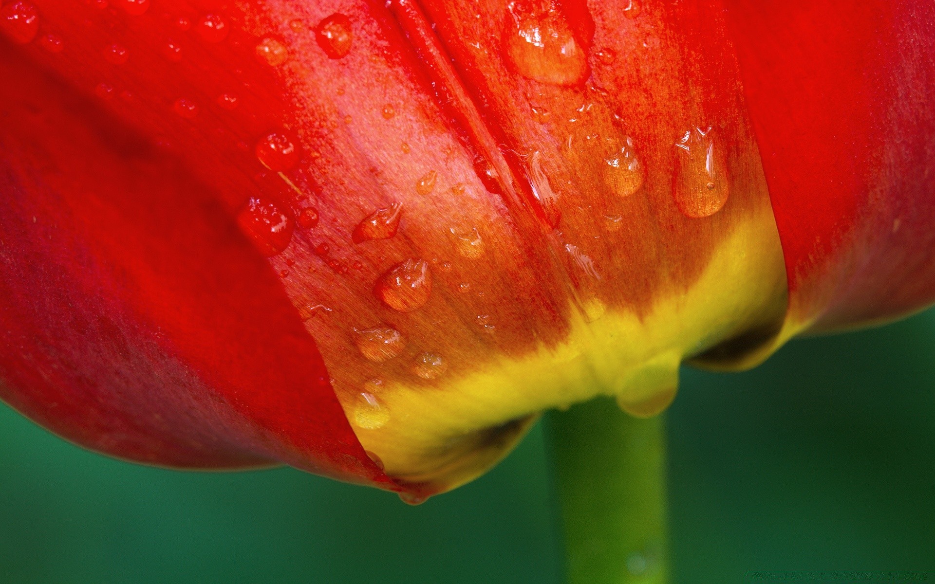 flores natureza cor flor flora molhado tulipa brilhante verão orvalho jardim folha