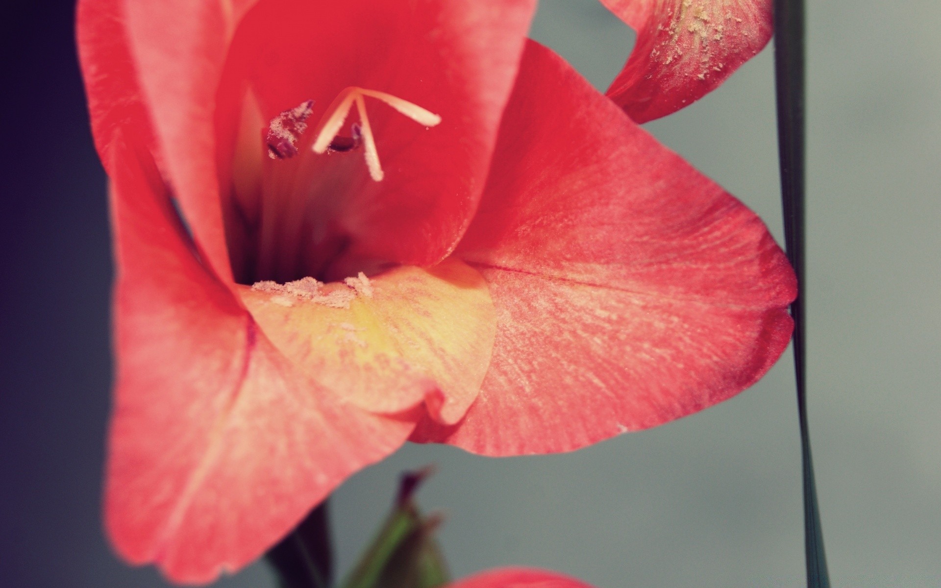 flores flor natureza flora folha verão pétala cor brilhante jardim rosa ao ar livre