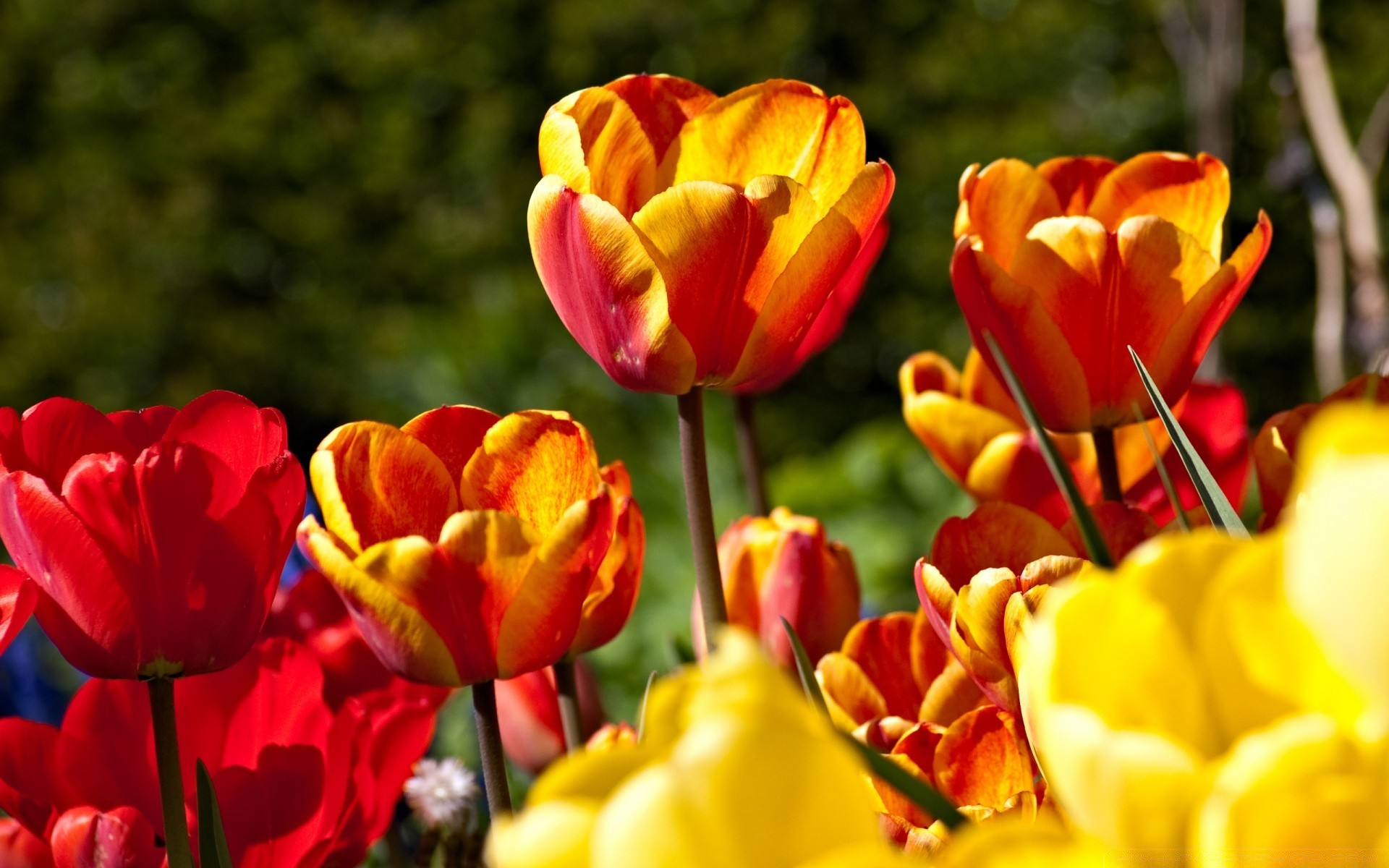 flores tulipa natureza flor jardim flora folha brilhante cor verão floral páscoa pétala brilhante campo temporada crescimento parque ao ar livre bom tempo