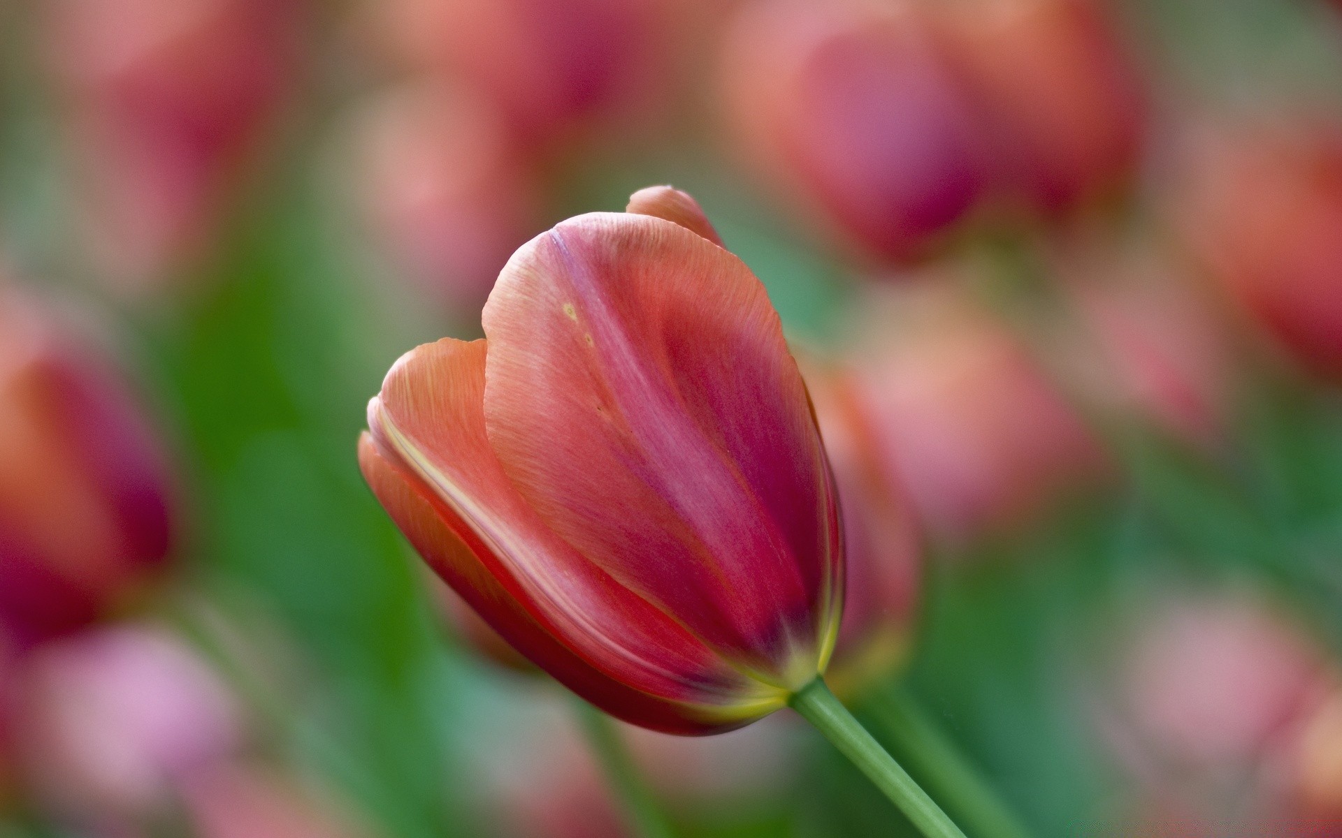 flores natureza flor verão flora jardim tulipa brilhante folha cor crescimento ao ar livre bom tempo borrão páscoa pétala floral temporada