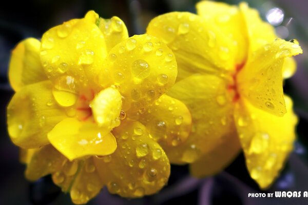 Temporada de Verão. Flor amarela em gotas de orvalho