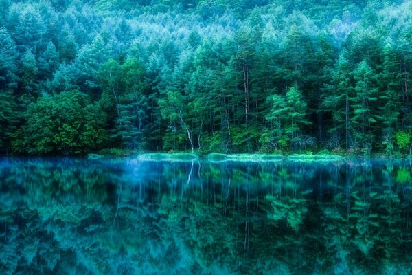 Paisagem fabulosa da floresta enevoada