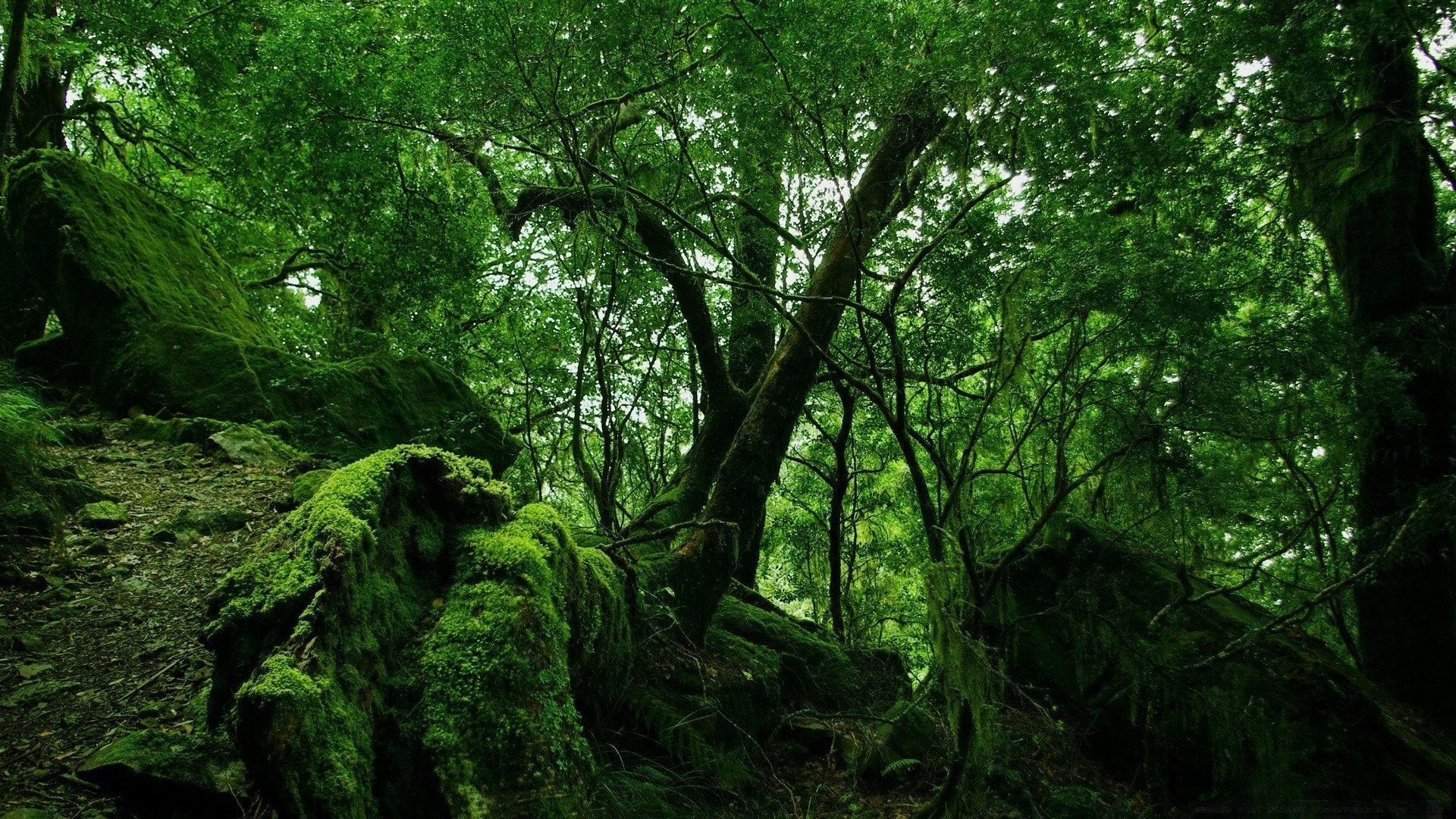 floresta madeira árvore paisagem folha natureza ambiente parque exuberante musgo tronco luz do dia ramo cênica crescimento bom tempo flora amanhecer ao ar livre névoa