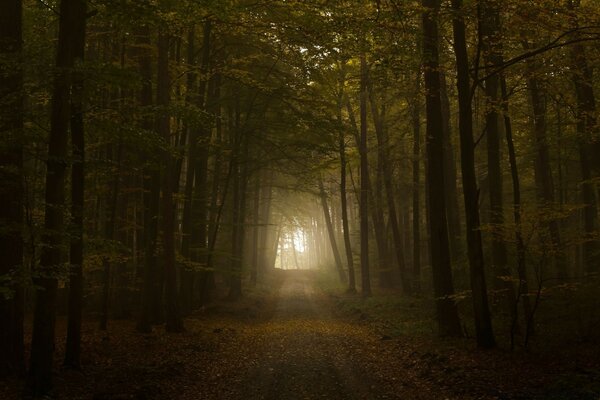 Uma bela estrada misteriosa na floresta do outono