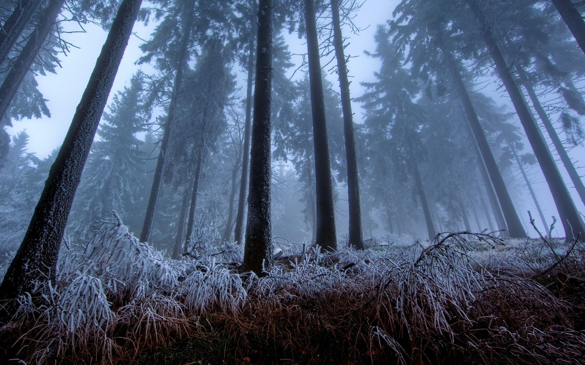 floresta madeira árvore paisagem natureza amanhecer neve inverno bom tempo ao ar livre névoa pinheiro frio tempo geada folha parque sol luz cênica