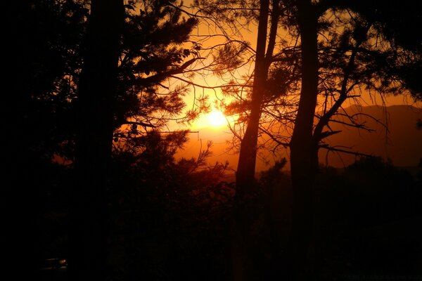 Pôr do sol no fundo dos picos da floresta de coníferas