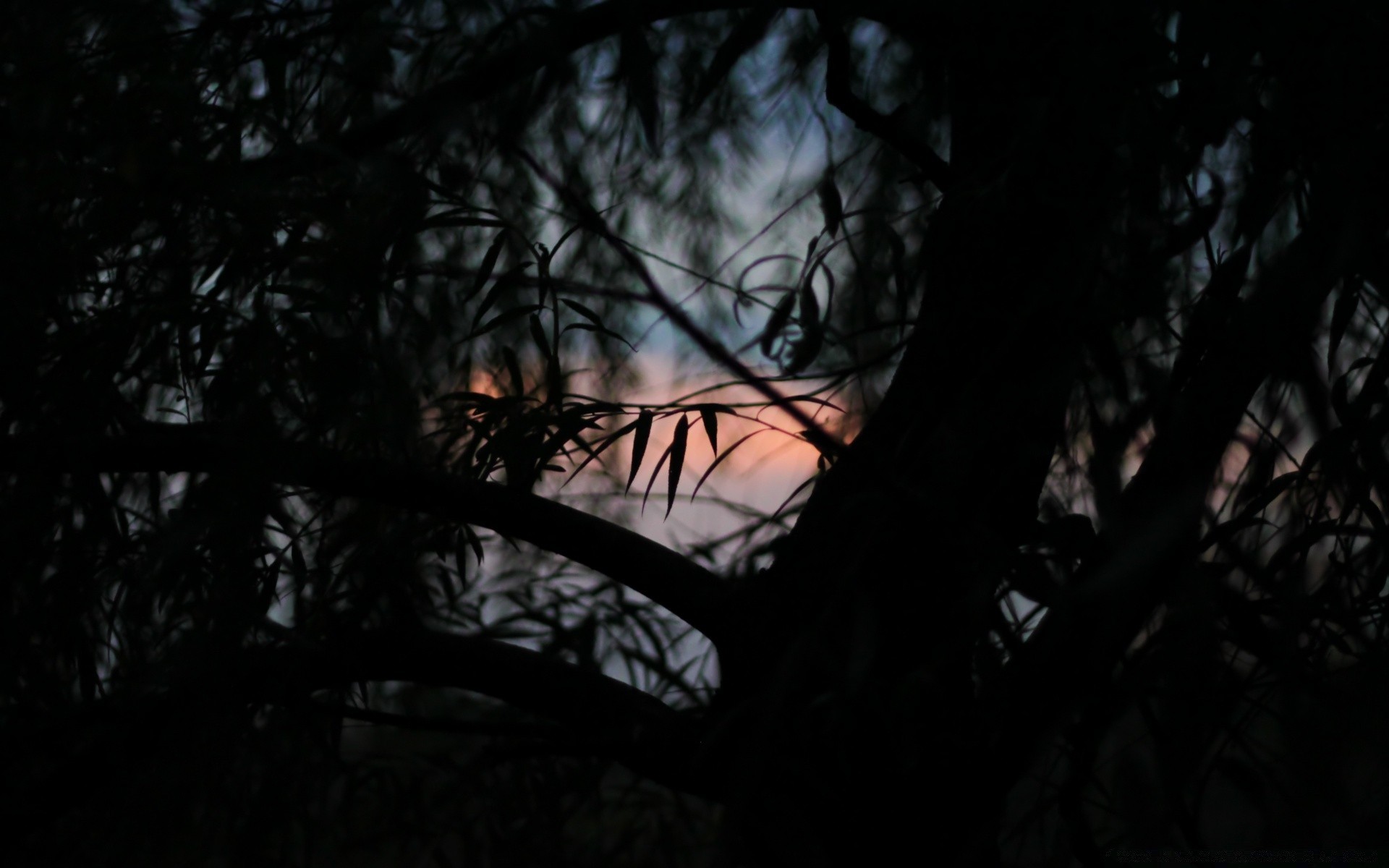 floresta árvore luz escuro silhueta retroiluminado madeira paisagem sombra amanhecer pôr do sol lua noite assustador sol