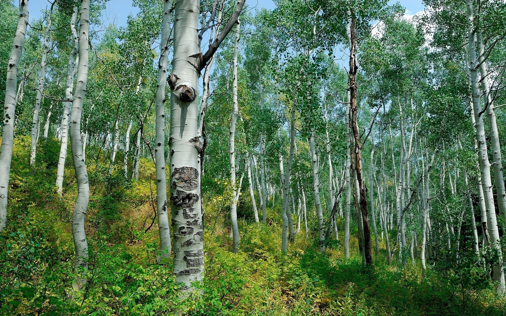 floresta madeira árvore natureza vidoeiro paisagem ambiente folha flora tronco ramo casca rural verão ao ar livre parque bom tempo temporada país exuberante