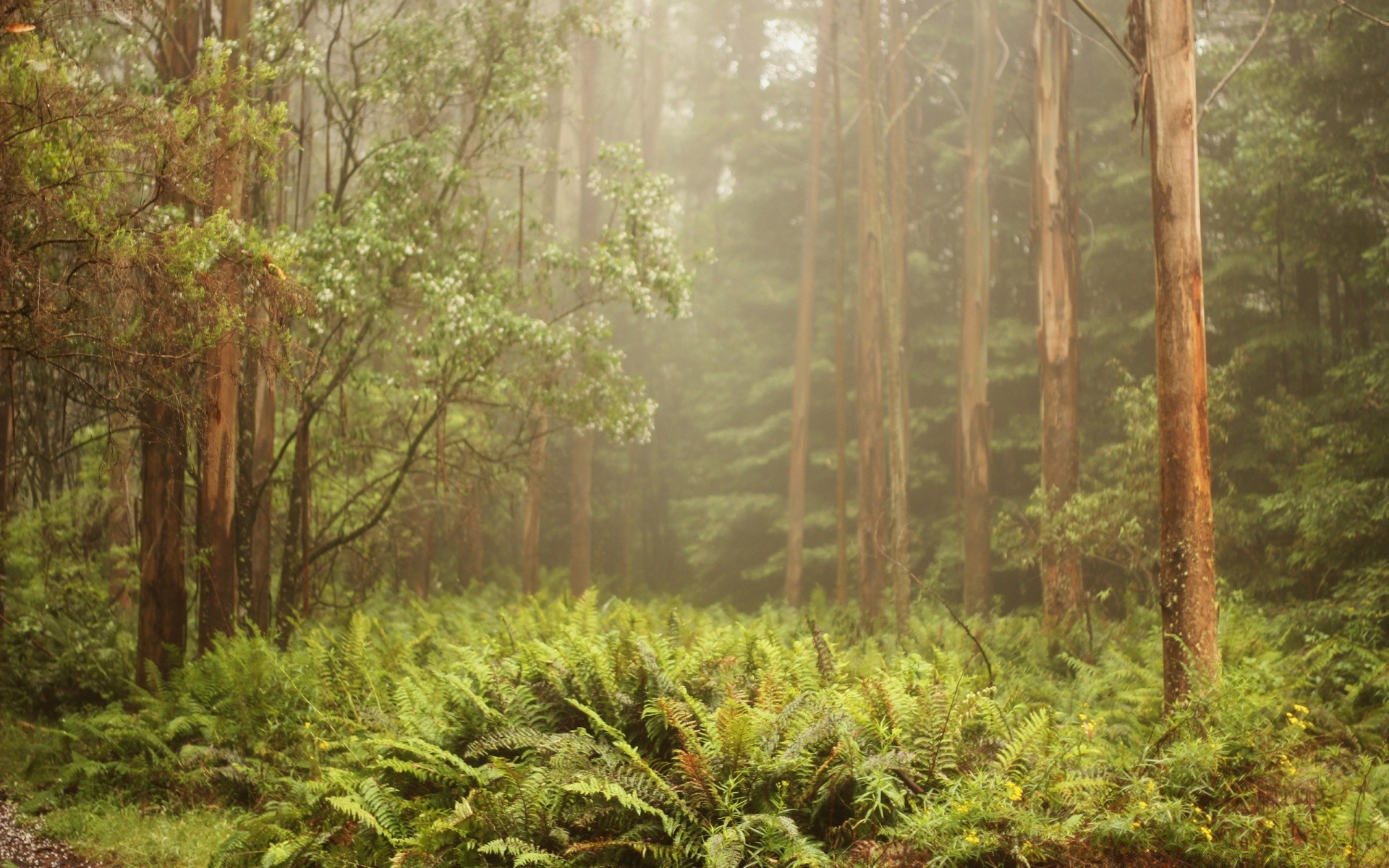 floresta madeira árvore natureza paisagem folha flora ambiente cênica parque amanhecer ao ar livre floresta tropical exuberante temporada verão cenário selvagem crescimento viajar