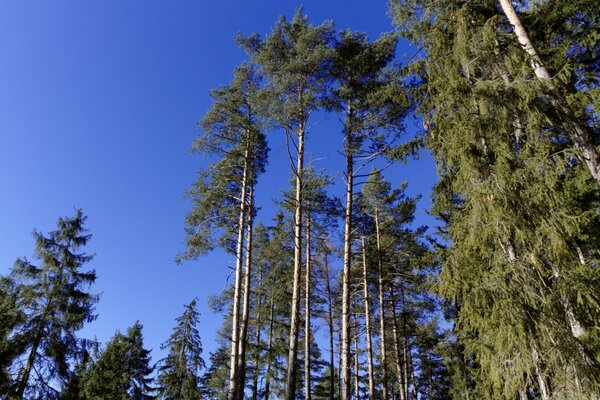 Natureza ao ar livre no verão