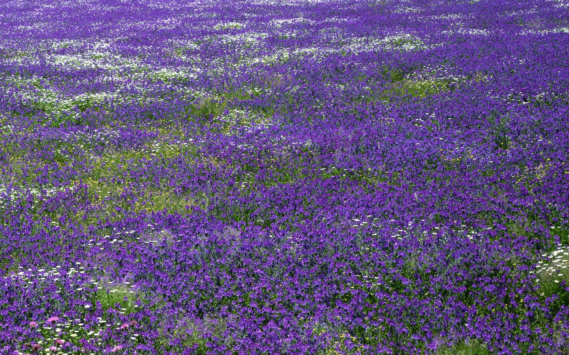 paisagens flor flora natureza campo feno floral rural verão ao ar livre jardim folha crescimento blooming paisagem violet cor agricultura campo grama