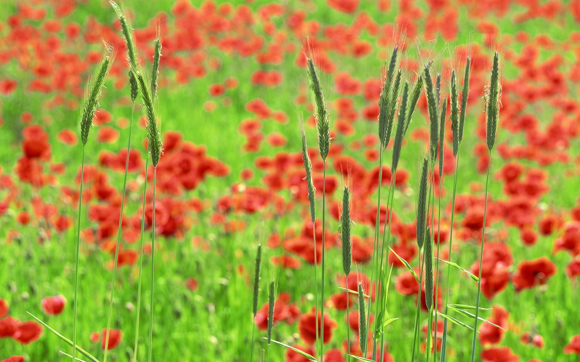 paisagens poppy natureza flor verão campo flora rural jardim grama brilhante crescimento feno blooming floral selvagem ao ar livre cor bom tempo folha