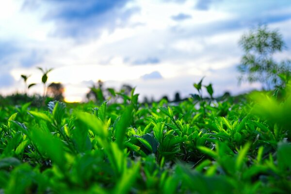 Grama verde e céu azul