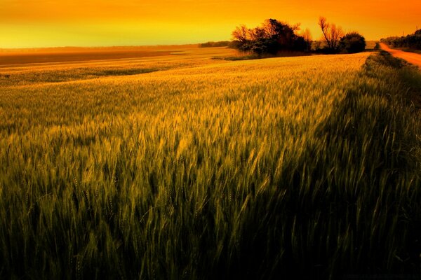 Campo de trigo na luz dourada do pôr do sol