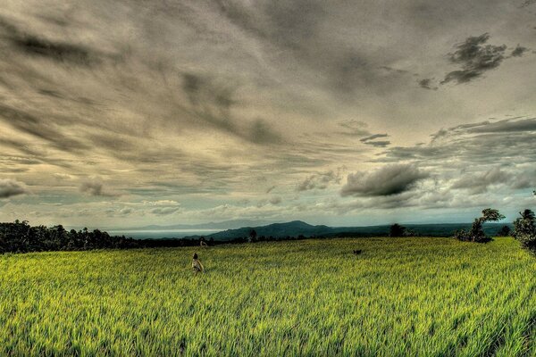 Céu nublado sobre um campo verde