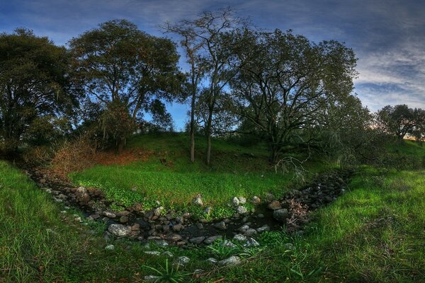 Suculentas paisagens de árvores e grama!