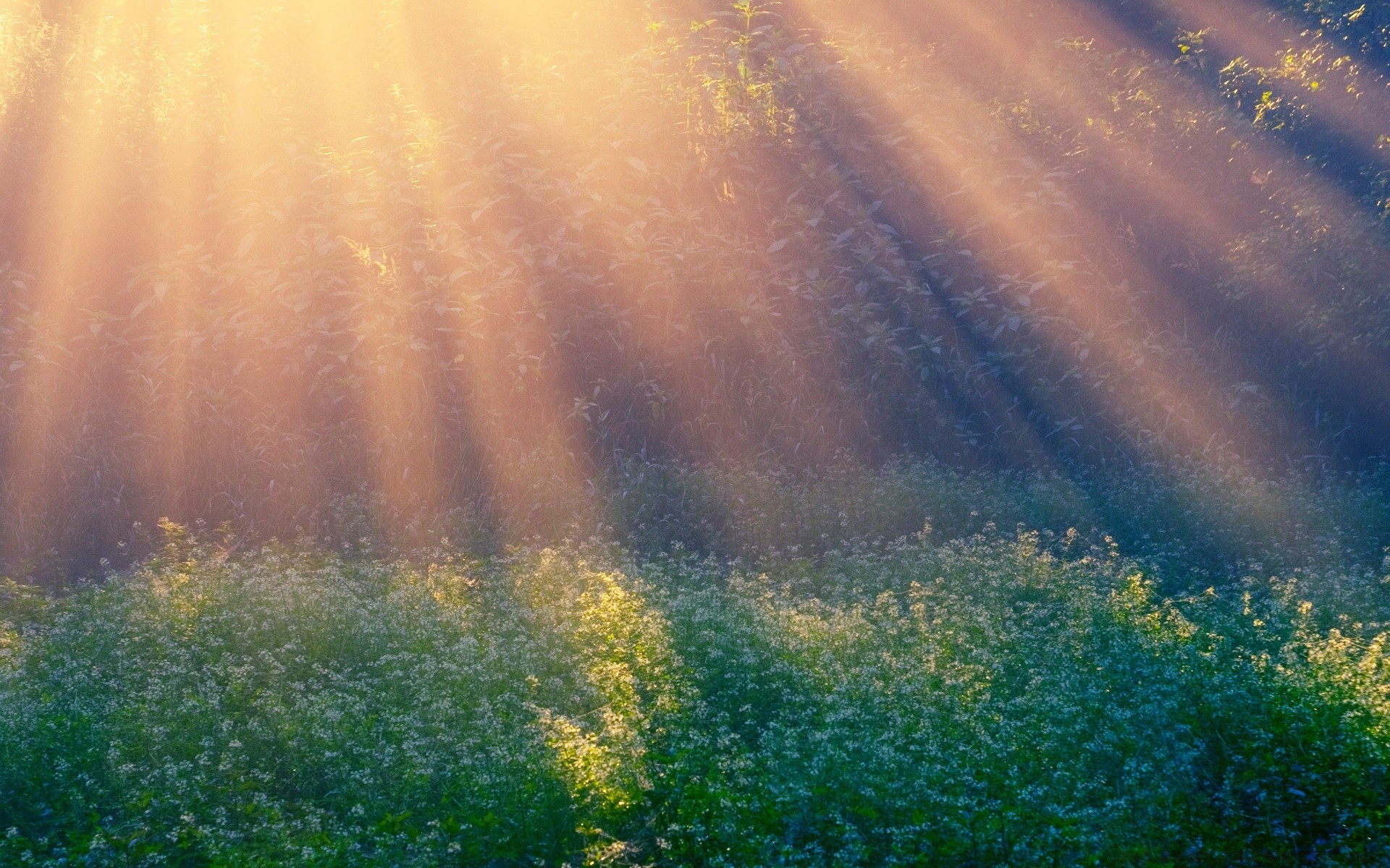 paisagens paisagem amanhecer névoa luz sol névoa luz do dia tempo natureza bom tempo ao ar livre árvore grama desktop brilhante