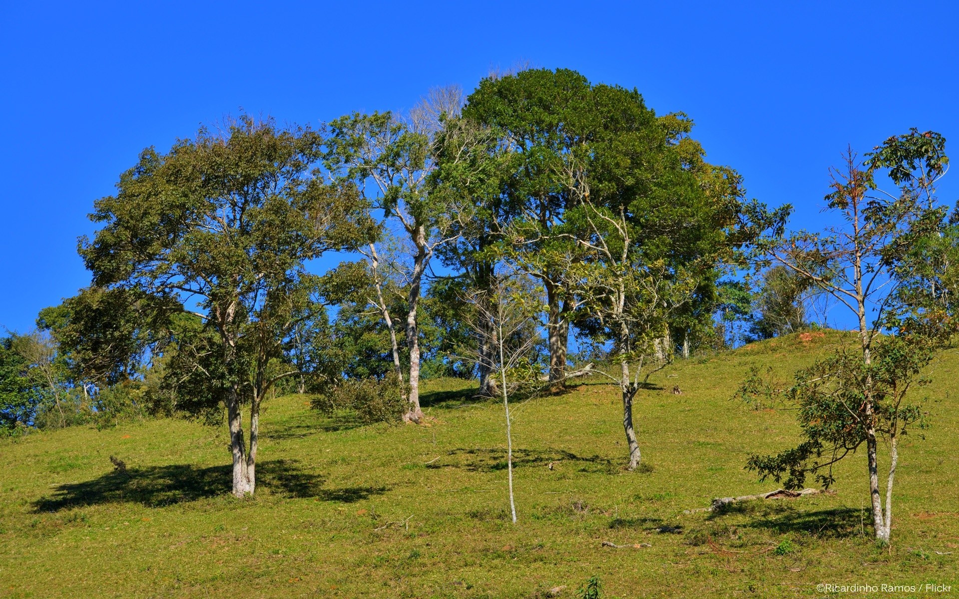 paisagens árvore paisagem natureza grama madeira céu ao ar livre verão rural campo feno flora ambiente cênica parque espetáculo país campo bom tempo
