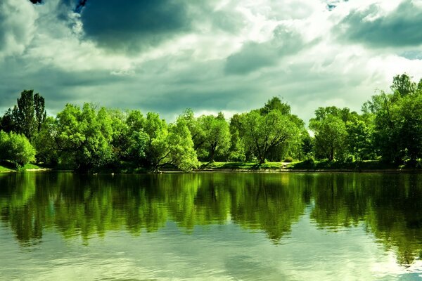 Floresta verde com água limpa