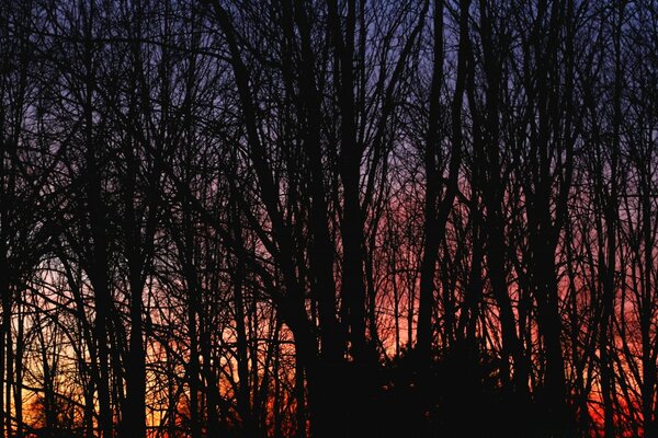 Floresta escura em meio ao amanhecer vermelho