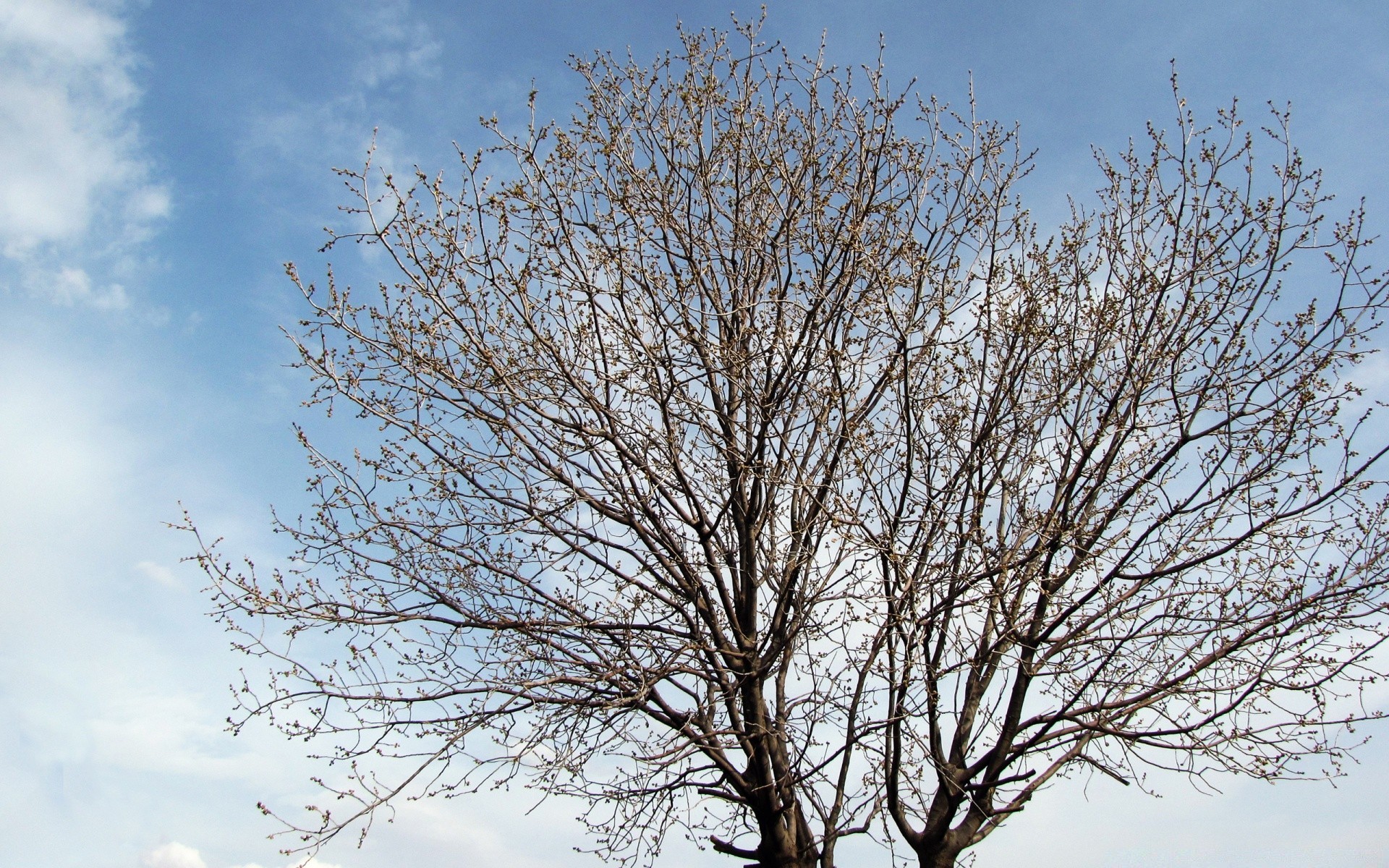 céu árvore ramo natureza paisagem madeira temporada inverno folha sozinho ao ar livre céu tempo crescimento tronco bom tempo quarta-feira outono brilhante sol
