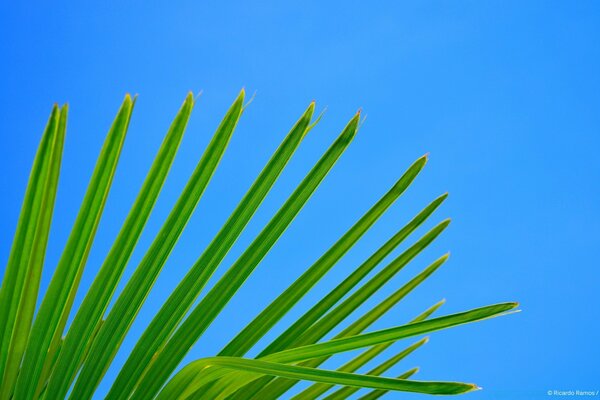 Folhas verdes em um fundo azul
