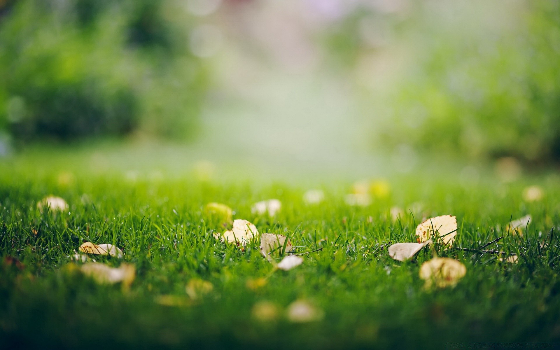 outono grama feno campo verão natureza crescimento gramado flora pasto sol folha rural bom tempo jardim pasto temporada país ao ar livre
