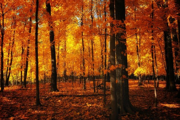 Bela floresta de outono em tons de laranja