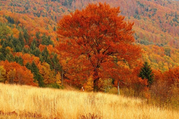 Outono dourado e natureza