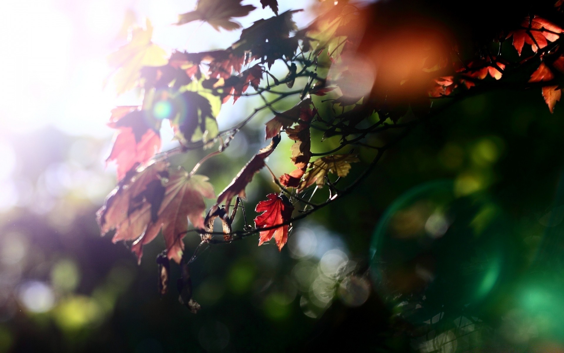 outono folha borrão sol luz árvore natureza bom tempo outono flor madeira ao ar livre