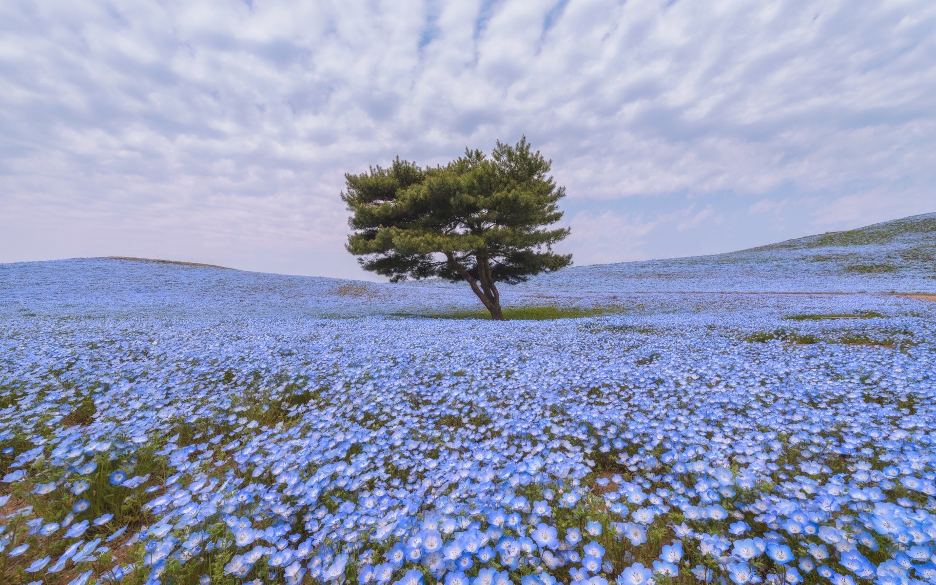 primavera paisagem natureza água céu ao ar livre árvore cênica mar viagens desktop