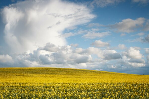 Céu azul. Campo amarelo