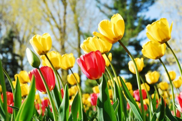 Tulipas de primavera de cores diferentes