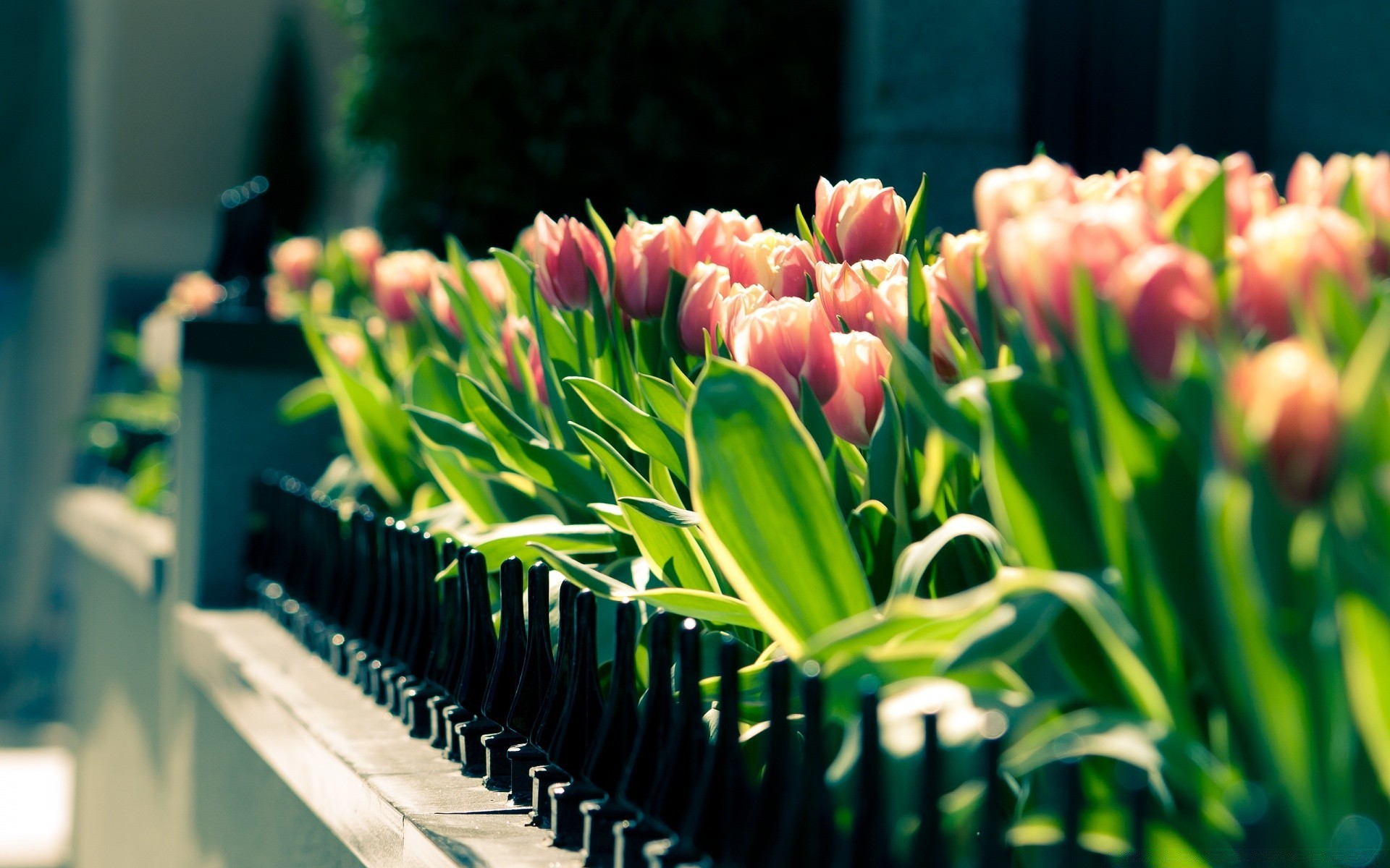 primavera tulipa natureza flor flora folha jardim brilhante
