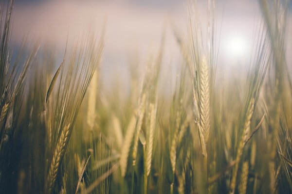Espigas de trigo nos raios do sol