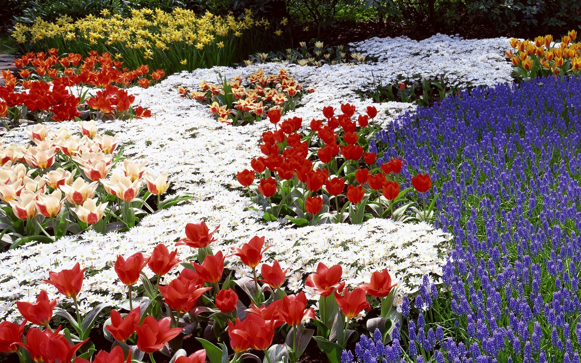 primavera flor jardim natureza flora blooming floral tulipa estação pétala folha campo verão cor parque feno crescimento exterior primavera cama