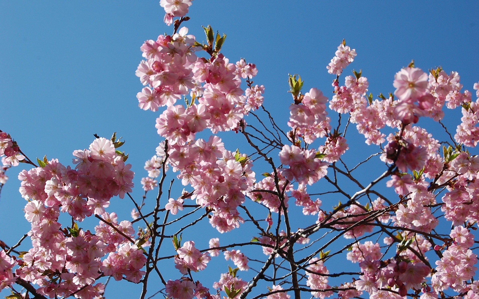 primavera flor cereja ramo árvore flora blooming pétala temporada natureza primavera amigo jardim crescimento floral ao ar livre verão folha maçã brilhante