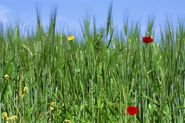 Grama do campo, feno na primavera