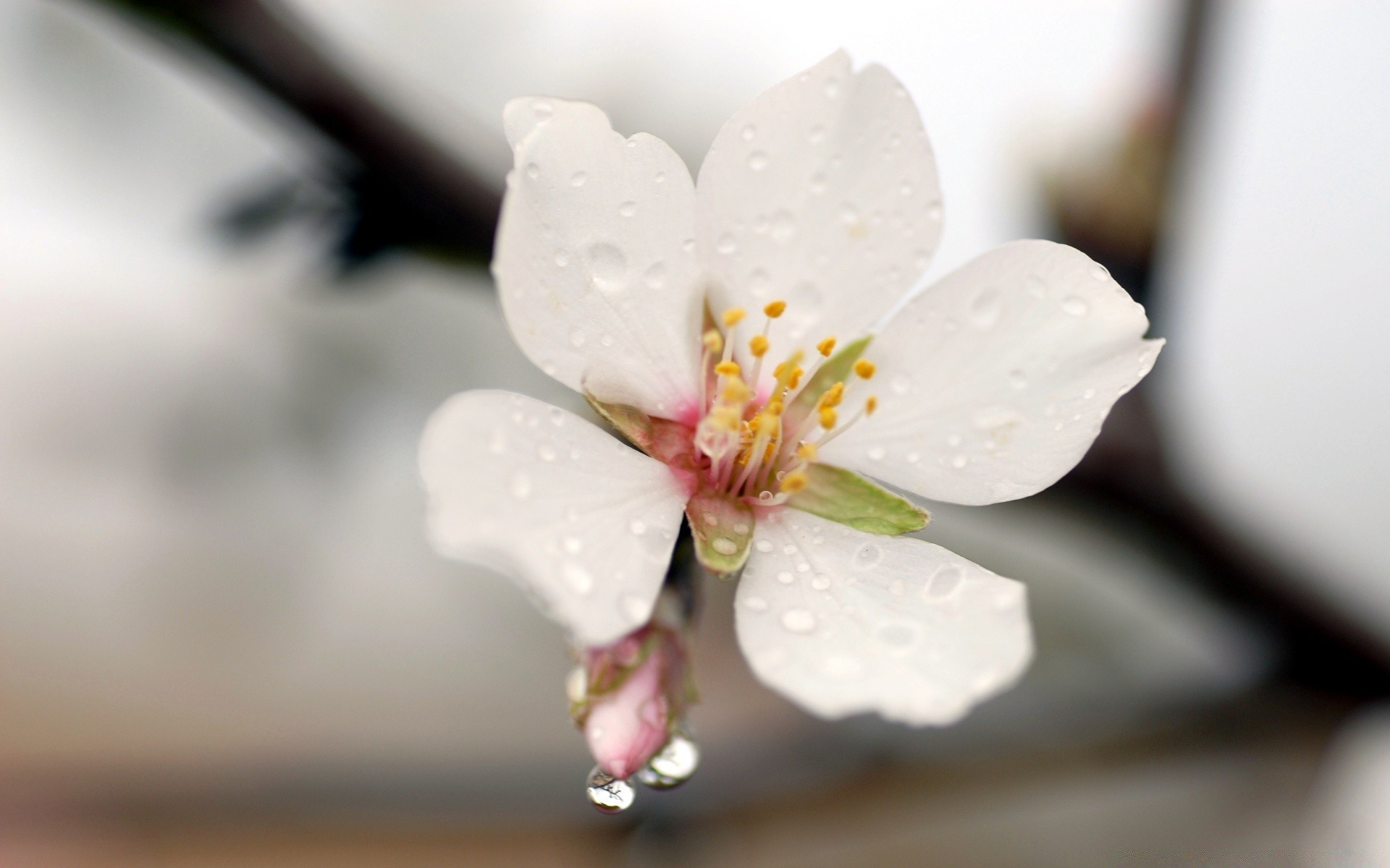 primavera flor natureza borrão folha maçã flora amigo verão ramo pétala ainda vida cereja árvore delicado crescimento blooming dof