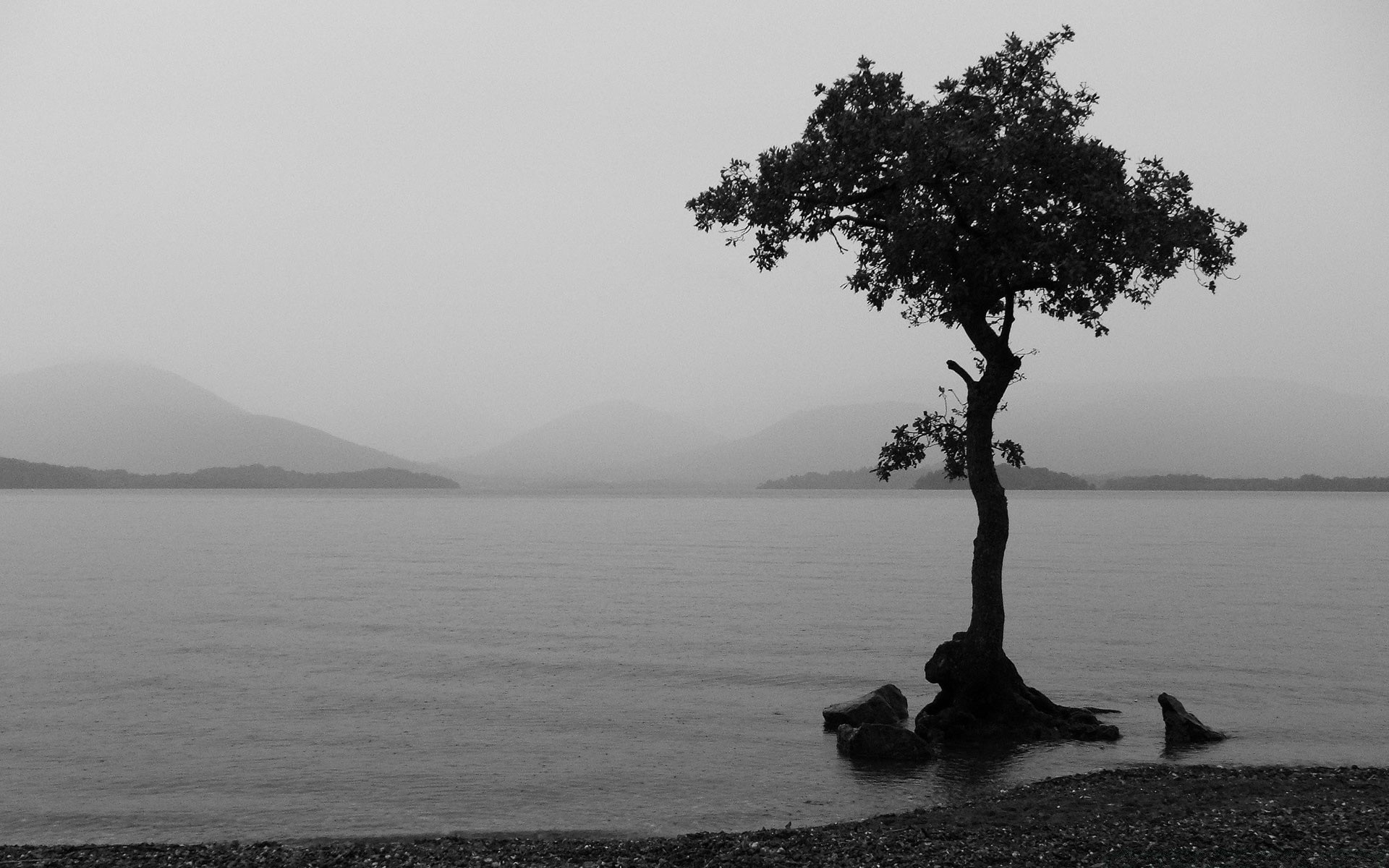 lagos névoa água paisagem árvore névoa amanhecer