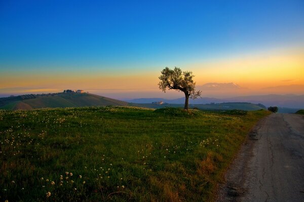 Amanhecer com uma bela árvore na clareira