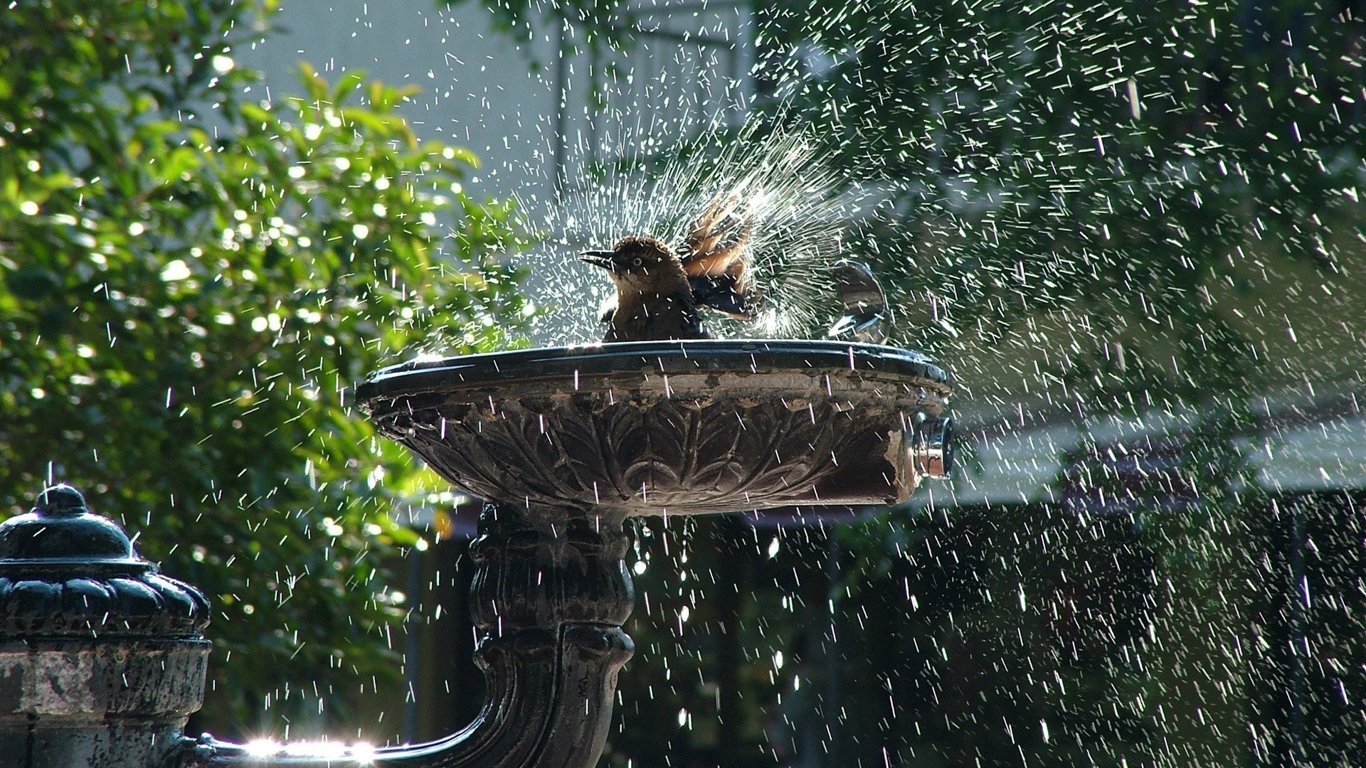 verão água ao ar livre natureza pássaro jardim chuva parque árvore fonte molhado viajar carro solteiro