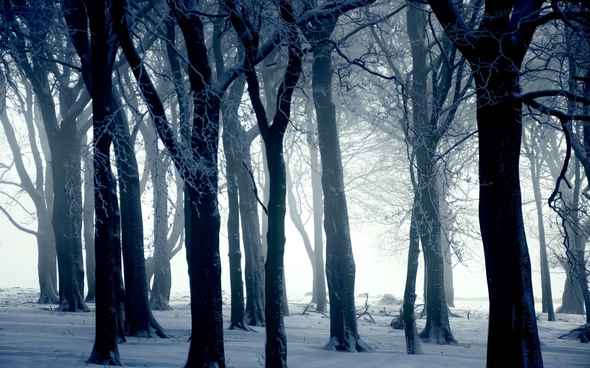 inverno neve frio geada congelado madeira paisagem madeira gelo tempo natureza temporada névoa gelado cênica