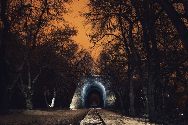 Árvores de Inverno e luz no túnel