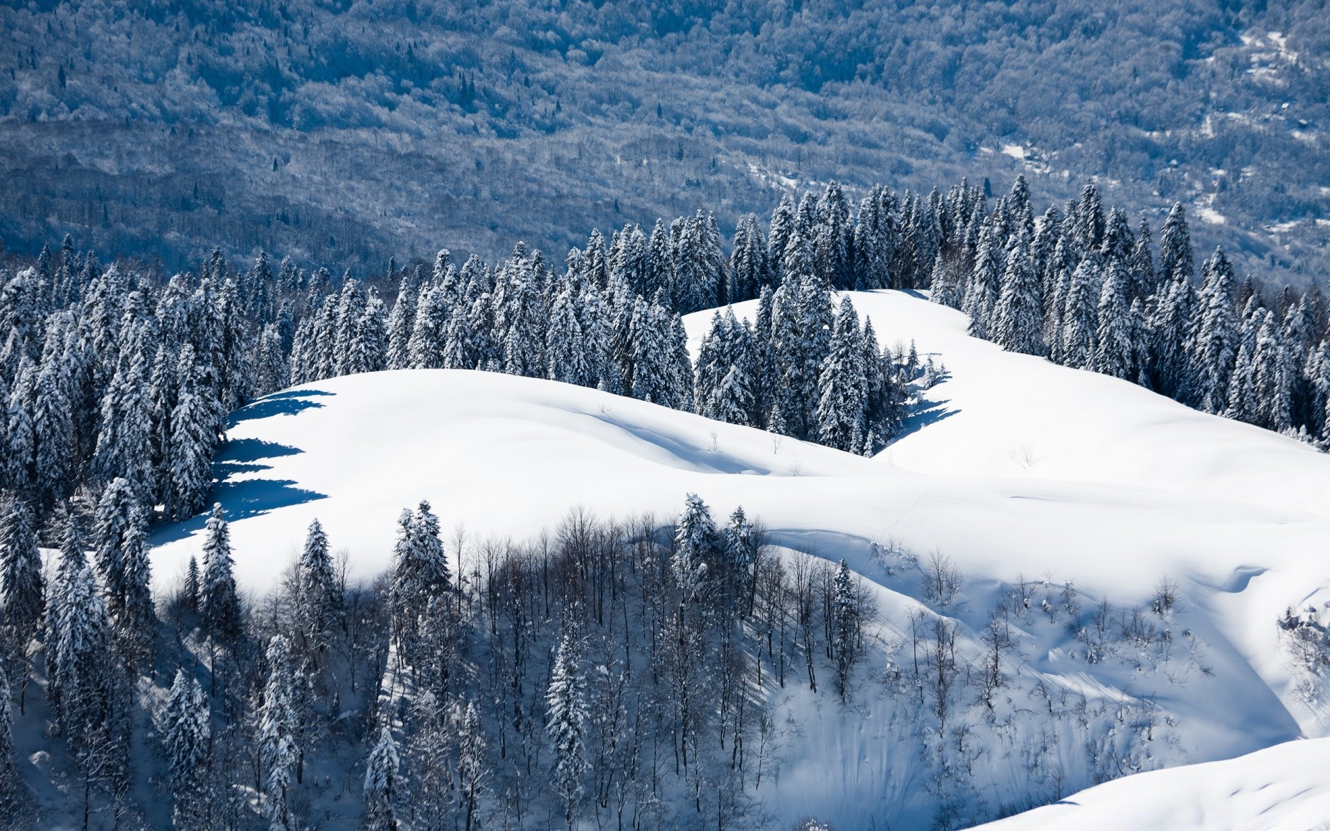 inverno neve montanhas frio cênica gelo madeira paisagem neve geada congelado colina resort pico de montanha temporada tempo alpino árvore