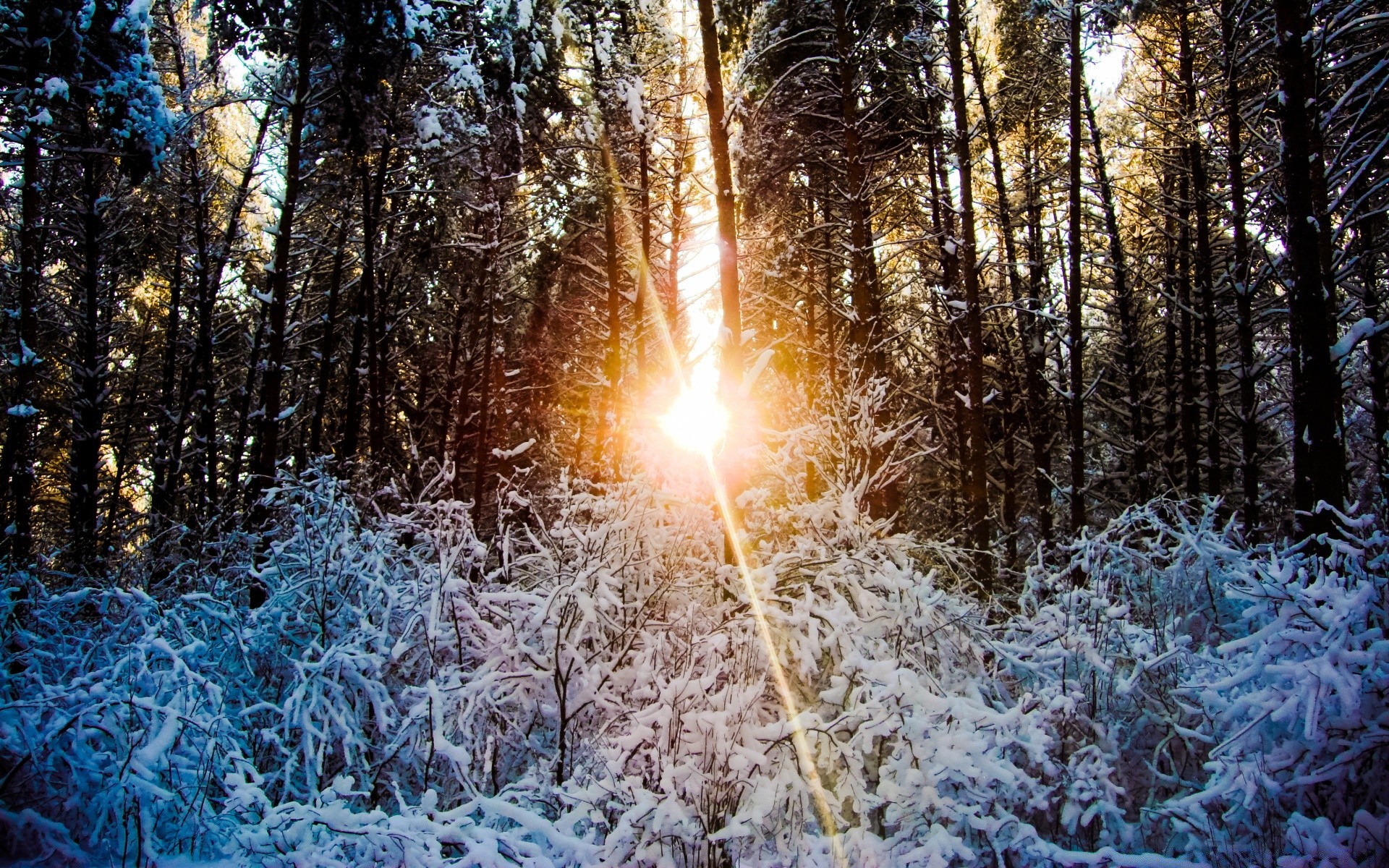 inverno madeira geada neve madeira estação frio natureza paisagem bom tempo congelado luz ao ar livre parque pinho sol brilhante cena desktop tempo
