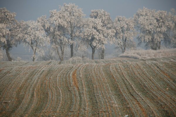Campo de inverno no fundo das árvores