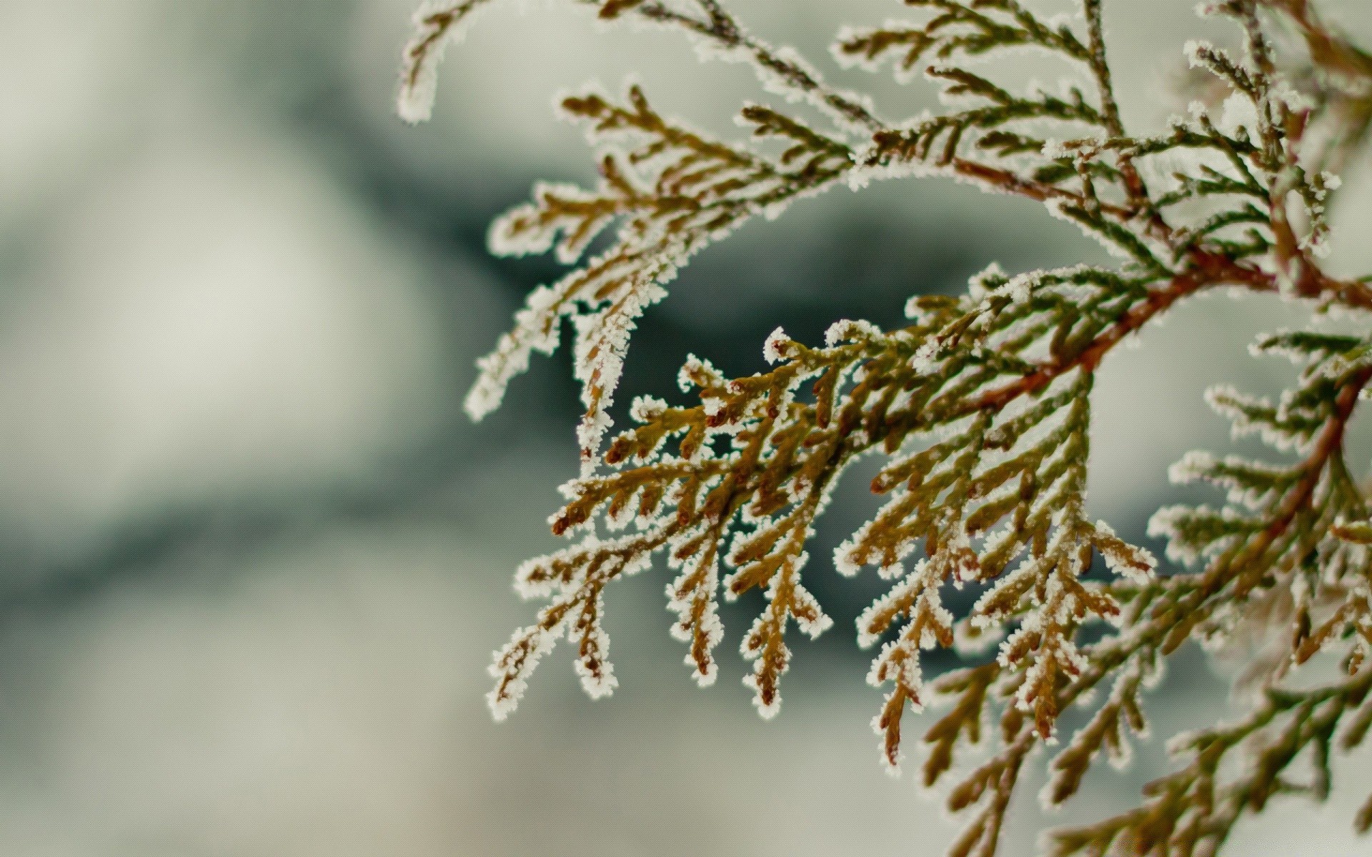 inverno árvore natureza ramo geada ao ar livre natal borrão flora folha temporada neve close-up decoração desktop brilhante luz do dia madeira cor