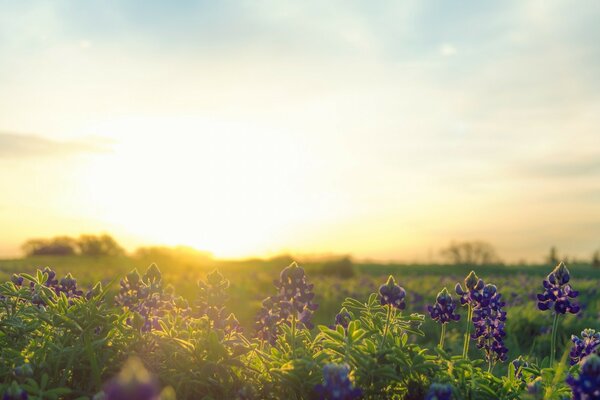 Flores no campo criam um padrão, a natureza em toda a sua glória apareceu aos olhos